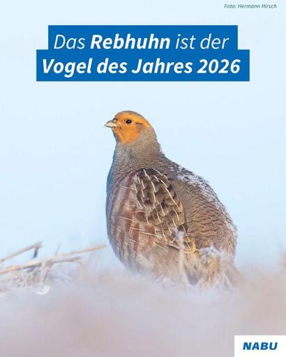 Ein Rebhuhn Foto mit der Beschriftung
Das Rebhuhn ist der Vogel des Jahres 2026

Foto: Hermann Hirsch