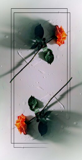 Artistic floral photograph by Shawn D. Crabtree featuring two orange roses with green leaves arranged diagonally on a white background with water droplets, framed by minimalist black rectangles and soft shadows.