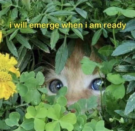 Picture of a cat peeking out of grass and flowers captioned "I will emerge when I am ready"