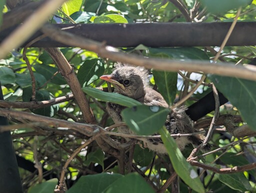 Mockingbirds made a nest in our honeysuckle this spring