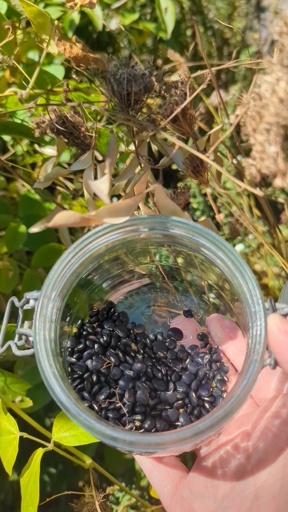 A hand holding a glass jar, in the background there's a tangle of vegetation. Some of the vegetation are bean pods on vines, growing all through everything else. The jar has some small, shiny black beans in it. Their sizes are quite variable.