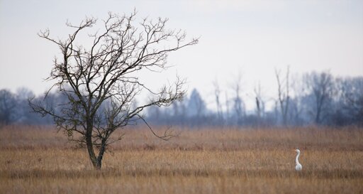 Egret and tree
