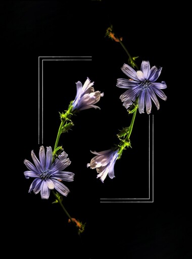 Digital artwork featuring mirrored chicory flowers with delicate lavender petals and green stems on a stark black background, framed by minimalist white geometric lines for a striking symmetrical effect.