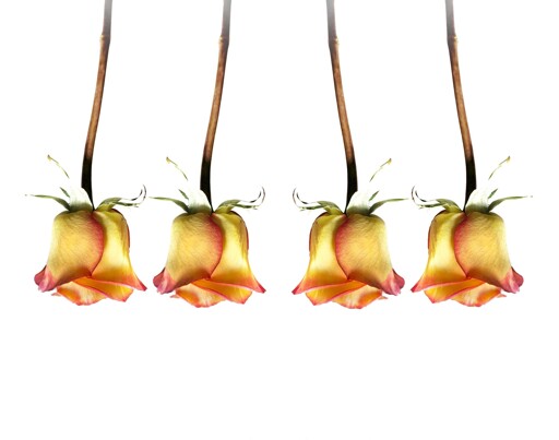 Four upside-down yellow and pink roses with long stems arranged in a symmetrical pattern on a white background – floral photography by Shawn D. Crabtree.