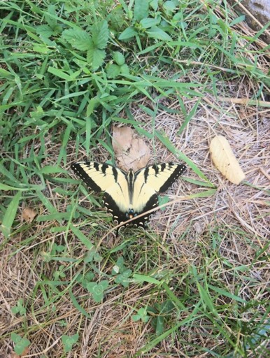 Tiger Swallowtail