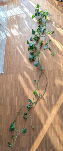 Eine 5 m lange Efeutute in einem verhältnismäßig winzigen Blumentopf