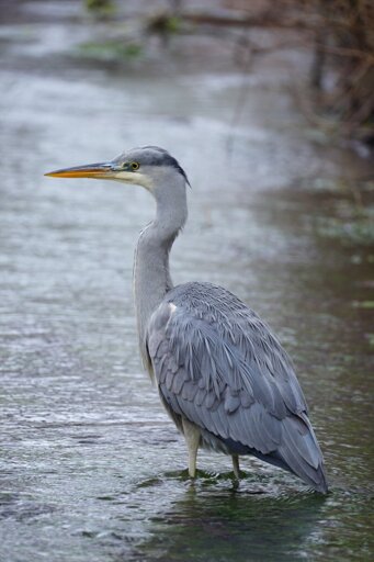 The local heron
