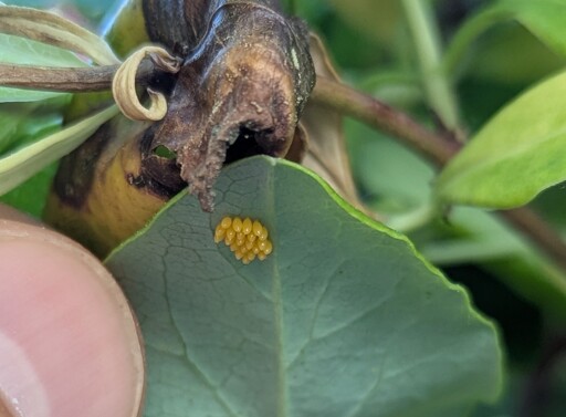 Ladybug eggs on our aphid-invested honeysuckle