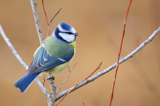 Eurasian blue tit