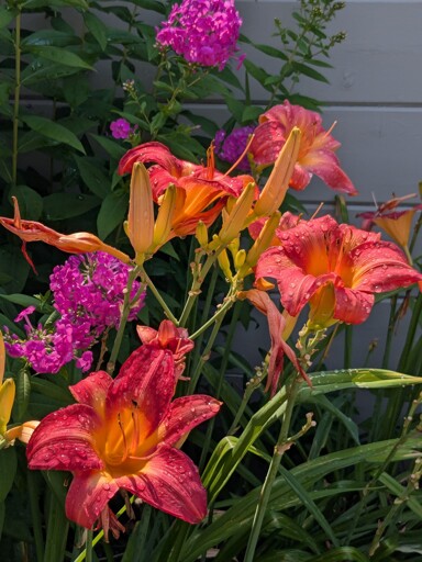 picture of some brightly colored flowers, some bright orange and pink lillies and other pink flowers in the background