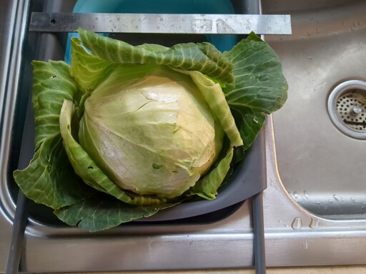 Cabbage Harvest