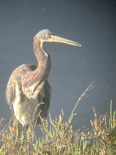 A large wading bird with a grey/blue head, long reddish neck and shoulders, and white breast. It has a long pointed yellow bill. The bird is standing in water edged with short vegetation. 